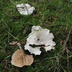 Clitocybe rivulosa