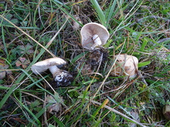Tricholoma