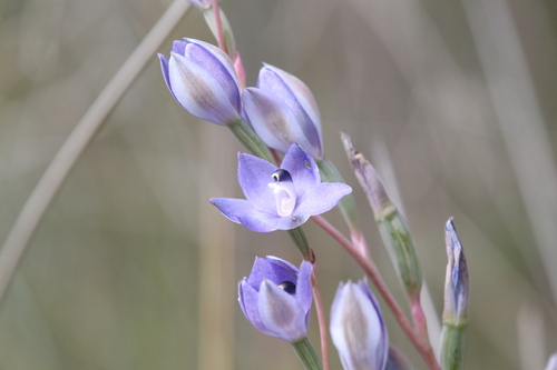 Image of Thelymitra paludosa by (c) Hugo Innes, some rights reserved (CC BY)