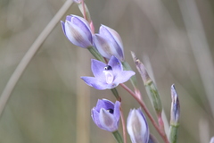 Thelymitra paludosa