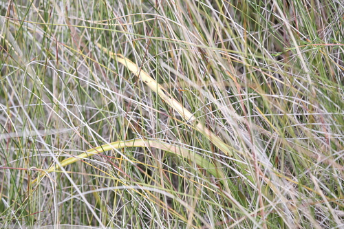 Image of Thelymitra paludosa by (c) Hugo Innes, some rights reserved (CC BY)