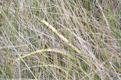 Thelymitra paludosa