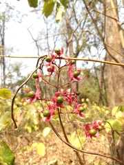 Spondias purpurea