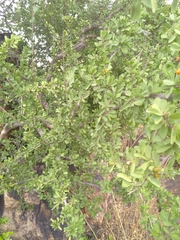 Ehretia rigida nervifolia