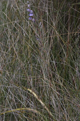 Thelymitra paludosa