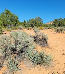 Yucca angustissima kanabensis