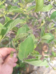 Vangueria infausta