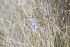Thelymitra paludosa