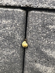 Cepaea