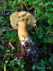 Xerocomellus pruinatus