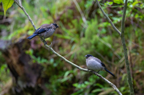 Azores Bullfinch