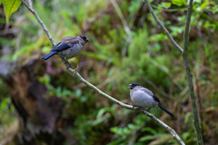 Pyrrhula murina
