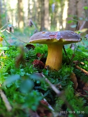 Xerocomellus pruinatus