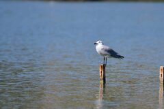 Ichthyaetus audouinii