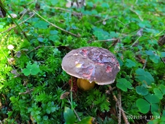 Xerocomellus pruinatus