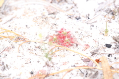Drosera minutiflora