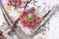 Drosera minutiflora