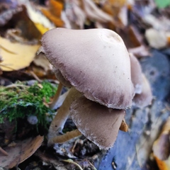 Psathyrella