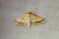 Idaea inclinata