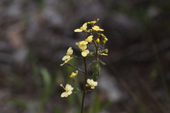 Stylidium diuroides