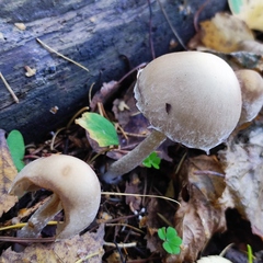 Psathyrella
