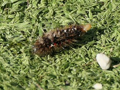Acronicta rumicis