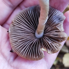 Psathyrella