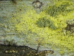 Pertusaria coccodes