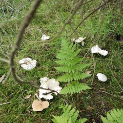 Clitocybe rivulosa