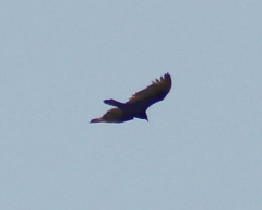 Cathartes aura