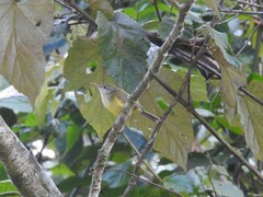 Phyllergates cucullatus