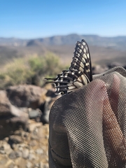 Papilio polyxenes rudkini