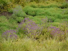 Pogostemon deccanensis