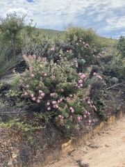 Isopogon dubius