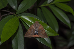 Thyas juno