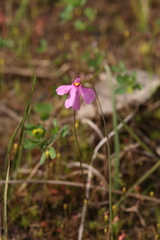 Utricularia multifida