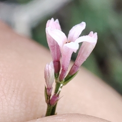 Asperula