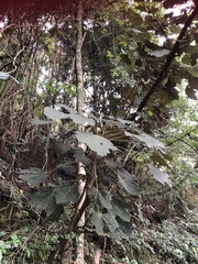 Sinopanax formosanus