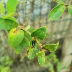 Mystacides testaceus