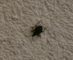 Otiorhynchus sulcatus