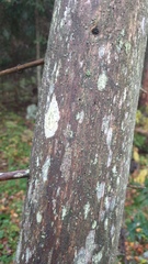 Pertusaria coccodes