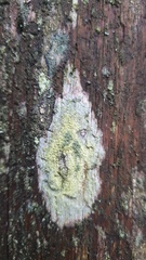 Pertusaria coccodes