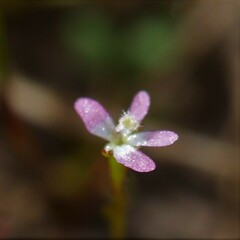 Stylidium despectum