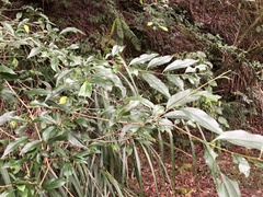 Rhamnus pilushanensis