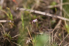 Stylidium despectum