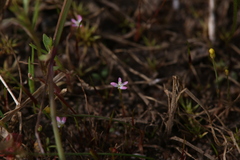 Stylidium despectum