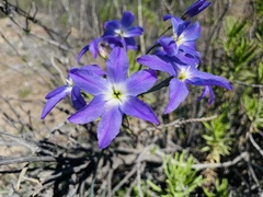 Leucocoryne coquimbensis