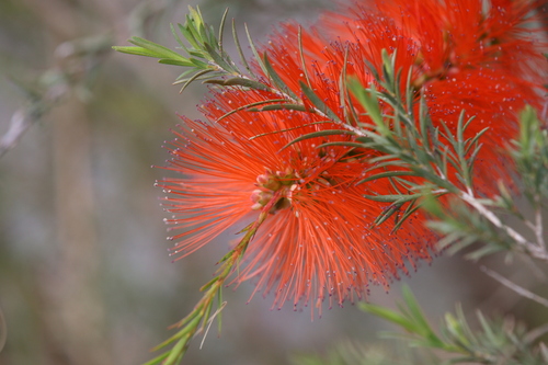 Image of Melaleuca lateritia by (c) Hugo Innes, some rights reserved (CC BY)