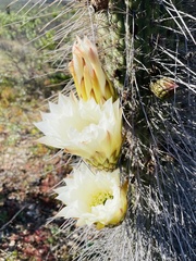 Trichocereus chiloensis
