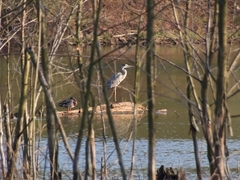 Ardea cinerea